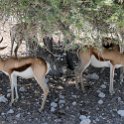 NAM OSHI Etosha 2016NOV27 100 : 2016, 2016 - African Adventures, Africa, Date, Etosha National Park, Month, Namibia, November, Oshikoto, Places, Southern, Trips, Year
