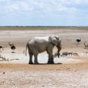NAM OSHI Etosha 2016NOV27 102 : 2016, 2016 - African Adventures, Africa, Date, Etosha National Park, Month, Namibia, November, Oshikoto, Places, Southern, Trips, Year