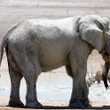 NAM OSHI Etosha 2016NOV27 103 : 2016, 2016 - African Adventures, Africa, Date, Etosha National Park, Month, Namibia, November, Oshikoto, Places, Southern, Trips, Year