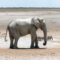 NAM OSHI Etosha 2016NOV27 104 : 2016, 2016 - African Adventures, Africa, Date, Etosha National Park, Month, Namibia, November, Oshikoto, Places, Southern, Trips, Year