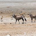 NAM OSHI Etosha 2016NOV27 105 : 2016, 2016 - African Adventures, Africa, Date, Etosha National Park, Month, Namibia, November, Oshikoto, Places, Southern, Trips, Year