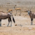 NAM OSHI Etosha 2016NOV27 106 : 2016, 2016 - African Adventures, Africa, Date, Etosha National Park, Month, Namibia, November, Oshikoto, Places, Southern, Trips, Year