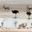 NAM OSHI Etosha 2016NOV27 107 : 2016, 2016 - African Adventures, Africa, Date, Etosha National Park, Month, Namibia, November, Oshikoto, Places, Southern, Trips, Year