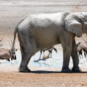 NAM OSHI Etosha 2016NOV27 108 : 2016, 2016 - African Adventures, Africa, Date, Etosha National Park, Month, Namibia, November, Oshikoto, Places, Southern, Trips, Year