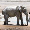 NAM OSHI Etosha 2016NOV27 109 : 2016, 2016 - African Adventures, Africa, Date, Etosha National Park, Month, Namibia, November, Oshikoto, Places, Southern, Trips, Year