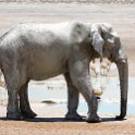 NAM OSHI Etosha 2016NOV27 111 : 2016, 2016 - African Adventures, Africa, Date, Etosha National Park, Month, Namibia, November, Oshikoto, Places, Southern, Trips, Year
