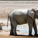 NAM OSHI Etosha 2016NOV27 112 : 2016, 2016 - African Adventures, Africa, Date, Etosha National Park, Month, Namibia, November, Oshikoto, Places, Southern, Trips, Year