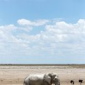 NAM_OSHI_Etosha_2016NOV27_113.jpg