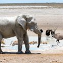 NAM_OSHI_Etosha_2016NOV27_115.jpg