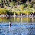 ZAF NC NAM Vioolsdrif 2016NOV18 FiddlersCreek 007 : November, 2016, Vioolsdrif, Namakwa, Northern Cape, South Africa, Southern, Africa, Fiddlers Creek Rest Camp, 2016 - African Adventures