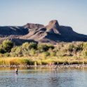 ZAF NC NAM Vioolsdrif 2016NOV18 FiddlersCreek 013 : November, 2016, Vioolsdrif, Namakwa, Northern Cape, South Africa, Southern, Africa, Fiddlers Creek Rest Camp, 2016 - African Adventures