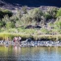ZAF NC NAM Vioolsdrif 2016NOV18 FiddlersCreek 015 : November, 2016, Vioolsdrif, Namakwa, Northern Cape, South Africa, Southern, Africa, Fiddlers Creek Rest Camp, 2016 - African Adventures