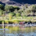 ZAF NC NAM Vioolsdrif 2016NOV18 FiddlersCreek 018 : November, 2016, Vioolsdrif, Namakwa, Northern Cape, South Africa, Southern, Africa, Fiddlers Creek Rest Camp, 2016 - African Adventures