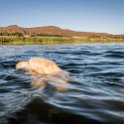 ZAF NC NAM Vioolsdrif 2016NOV18 FiddlersCreek 030 : November, 2016, Vioolsdrif, Namakwa, Northern Cape, South Africa, Southern, Africa, Fiddlers Creek Rest Camp, 2016 - African Adventures