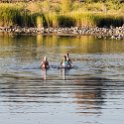 ZAF NC NAM Vioolsdrif 2016NOV18 FiddlersCreek 036 : November, 2016, Vioolsdrif, Namakwa, Northern Cape, South Africa, Southern, Africa, Fiddlers Creek Rest Camp, 2016 - African Adventures