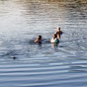 ZAF NC NAM Vioolsdrif 2016NOV18 FiddlersCreek 043 : November, 2016, Vioolsdrif, Namakwa, Northern Cape, South Africa, Southern, Africa, Fiddlers Creek Rest Camp, 2016 - African Adventures