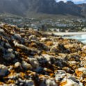ZAF WC CapeTown 2016NOV14 CampsBay 018 : 2016, 2016 - African Adventures, Africa, November, South Africa, Southern, Western Cape, Cape Town, Camps Bay