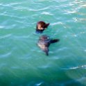 ZAF WC HoutBay 2016NOV14 004 : 2016, 2016 - African Adventures, Africa, November, South Africa, Southern, Western Cape, Cape Town, Hout Bay