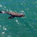 ZAF WC HoutBay 2016NOV14 005 : 2016, 2016 - African Adventures, Africa, November, South Africa, Southern, Western Cape, Cape Town, Hout Bay
