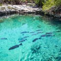 CUB MATA PlayaMaceo 2019APR25 CaletaBuena 018 : - DATE, - PLACES, - TRIPS, 10's, 2019, 2019 - Taco's & Toucan's, Americas, April, Caleta Buena, Caribbean, Cuba, Day, Matanzas, Month, Playa Maceo, Thursday, Year