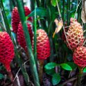 CRI ALA LaFortuna 2019MAY11 Arenal 003 : - DATE, - PLACES, - TRIPS, 10's, 2019, 2019 - Taco's & Toucan's, Alajuela, Americas, Arenal Volcano National Park, Central America, Costa Rica, Day, La Fortuna, May, Month, Saturday, Year