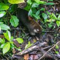 CRI ALA LaFortuna 2019MAY11 Mistico 017 : - DATE, - PLACES, - TRIPS, 10's, 2019, 2019 - Taco's & Toucan's, Alajuela, Americas, Central America, Costa Rica, Day, La Fortuna, May, Mistico Arenal Hanging Bridges Park, Month, Saturday, Year