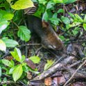 CRI ALA LaFortuna 2019MAY11 Mistico 018 : - DATE, - PLACES, - TRIPS, 10's, 2019, 2019 - Taco's & Toucan's, Alajuela, Americas, Central America, Costa Rica, Day, La Fortuna, May, Mistico Arenal Hanging Bridges Park, Month, Saturday, Year