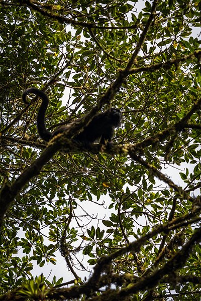 CRI GUA Monteverde 2019MAY14 LRBNSE 009