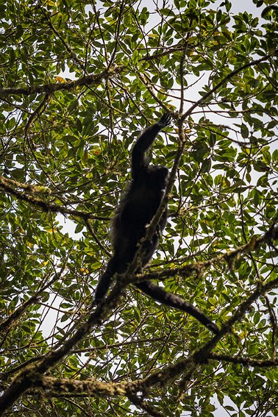 CRI GUA Monteverde 2019MAY14 LRBNSE 010