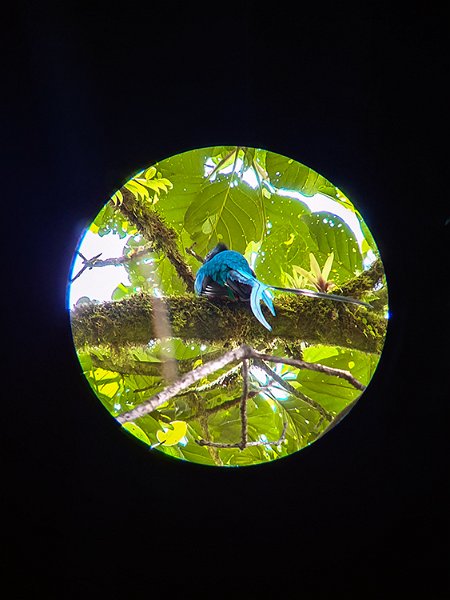 CRI GUA Monteverde 2019MAY14 LRBNSE 050