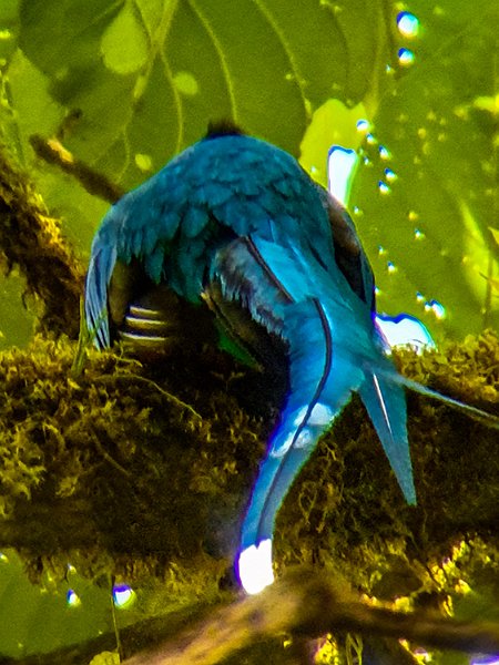 CRI GUA Monteverde 2019MAY14 LRBNSE 052
