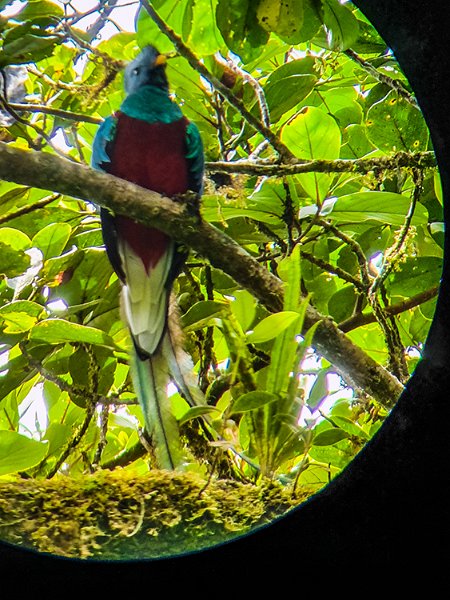 CRI GUA Monteverde 2019MAY14 LRBNSE 056
