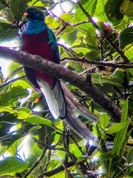CRI GUA Monteverde 2019MAY14 LRBNSE 057