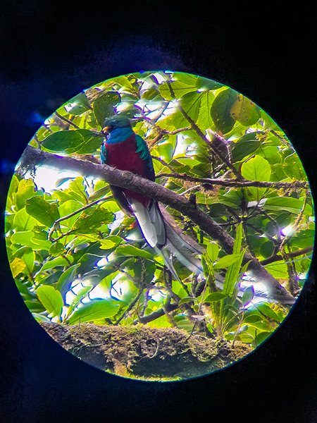 CRI GUA Monteverde 2019MAY14 LRBNSE 058