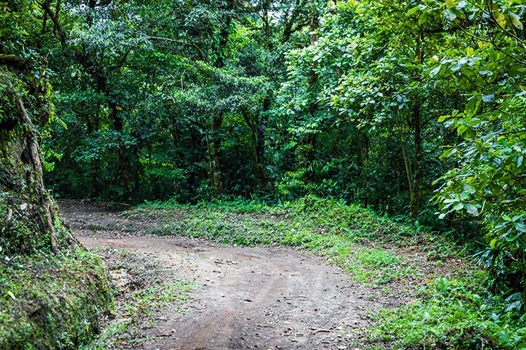 CRI GUA Monteverde 2019MAY14 LRBNSE 070