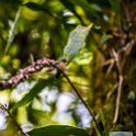 CRI GUA Monteverde 2019MAY14 LRBNSE 007 : - DATE, - PLACES, - TRIPS, 10's, 2019, 2019 - Taco's & Toucan's, Americas, Central America, Costa Rica, Day, Guanacaste, La Reserva Bosque Nuboso Santa Elena, May, Monteverde, Month, Thursday, Year