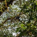 CRI GUA Monteverde 2019MAY14 LRBNSE 008 : - DATE, - PLACES, - TRIPS, 10's, 2019, 2019 - Taco's & Toucan's, Americas, Central America, Costa Rica, Day, Guanacaste, La Reserva Bosque Nuboso Santa Elena, May, Monteverde, Month, Thursday, Year