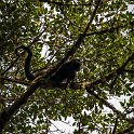 CRI GUA Monteverde 2019MAY14 LRBNSE 009 : - DATE, - PLACES, - TRIPS, 10's, 2019, 2019 - Taco's & Toucan's, Americas, Central America, Costa Rica, Day, Guanacaste, La Reserva Bosque Nuboso Santa Elena, May, Monteverde, Month, Thursday, Year