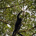 CRI GUA Monteverde 2019MAY14 LRBNSE 010 : - DATE, - PLACES, - TRIPS, 10's, 2019, 2019 - Taco's & Toucan's, Americas, Central America, Costa Rica, Day, Guanacaste, La Reserva Bosque Nuboso Santa Elena, May, Monteverde, Month, Thursday, Year