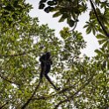 CRI GUA Monteverde 2019MAY14 LRBNSE 011 : - DATE, - PLACES, - TRIPS, 10's, 2019, 2019 - Taco's & Toucan's, Americas, Central America, Costa Rica, Day, Guanacaste, La Reserva Bosque Nuboso Santa Elena, May, Monteverde, Month, Thursday, Year
