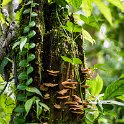 CRI GUA Monteverde 2019MAY14 LRBNSE 012 : - DATE, - PLACES, - TRIPS, 10's, 2019, 2019 - Taco's & Toucan's, Americas, Central America, Costa Rica, Day, Guanacaste, La Reserva Bosque Nuboso Santa Elena, May, Monteverde, Month, Thursday, Year