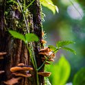 CRI GUA Monteverde 2019MAY14 LRBNSE 013 : - DATE, - PLACES, - TRIPS, 10's, 2019, 2019 - Taco's & Toucan's, Americas, Central America, Costa Rica, Day, Guanacaste, La Reserva Bosque Nuboso Santa Elena, May, Monteverde, Month, Thursday, Year