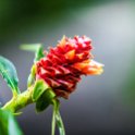 CRI GUA Monteverde 2019MAY14 LRBNSE 014 : - DATE, - PLACES, - TRIPS, 10's, 2019, 2019 - Taco's & Toucan's, Americas, Central America, Costa Rica, Day, Guanacaste, La Reserva Bosque Nuboso Santa Elena, May, Monteverde, Month, Thursday, Year