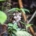 CRI GUA Monteverde 2019MAY14 LRBNSE 016 : - DATE, - PLACES, - TRIPS, 10's, 2019, 2019 - Taco's & Toucan's, Americas, Central America, Costa Rica, Day, Guanacaste, La Reserva Bosque Nuboso Santa Elena, May, Monteverde, Month, Thursday, Year