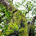 CRI GUA Monteverde 2019MAY14 LRBNSE 021 : - DATE, - PLACES, - TRIPS, 10's, 2019, 2019 - Taco's & Toucan's, Americas, Central America, Costa Rica, Day, Guanacaste, La Reserva Bosque Nuboso Santa Elena, May, Monteverde, Month, Thursday, Year