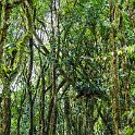 CRI GUA Monteverde 2019MAY14 LRBNSE 022 : - DATE, - PLACES, - TRIPS, 10's, 2019, 2019 - Taco's & Toucan's, Americas, Central America, Costa Rica, Day, Guanacaste, La Reserva Bosque Nuboso Santa Elena, May, Monteverde, Month, Thursday, Year