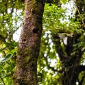 CRI GUA Monteverde 2019MAY14 LRBNSE 023 : - DATE, - PLACES, - TRIPS, 10's, 2019, 2019 - Taco's & Toucan's, Americas, Central America, Costa Rica, Day, Guanacaste, La Reserva Bosque Nuboso Santa Elena, May, Monteverde, Month, Thursday, Year