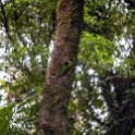 CRI GUA Monteverde 2019MAY14 LRBNSE 025 : - DATE, - PLACES, - TRIPS, 10's, 2019, 2019 - Taco's & Toucan's, Americas, Central America, Costa Rica, Day, Guanacaste, La Reserva Bosque Nuboso Santa Elena, May, Monteverde, Month, Thursday, Year