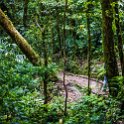CRI GUA Monteverde 2019MAY14 LRBNSE 028 : - DATE, - PLACES, - TRIPS, 10's, 2019, 2019 - Taco's & Toucan's, Americas, Central America, Costa Rica, Day, Guanacaste, La Reserva Bosque Nuboso Santa Elena, May, Monteverde, Month, Thursday, Year