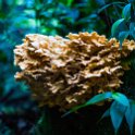 CRI GUA Monteverde 2019MAY14 LRBNSE 045 : - DATE, - PLACES, - TRIPS, 10's, 2019, 2019 - Taco's & Toucan's, Americas, Central America, Costa Rica, Day, Guanacaste, La Reserva Bosque Nuboso Santa Elena, May, Monteverde, Month, Thursday, Year